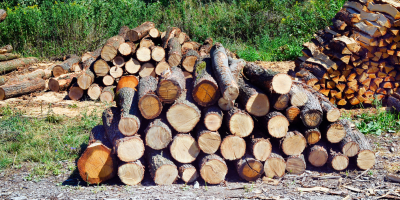 Stacks of cut logs